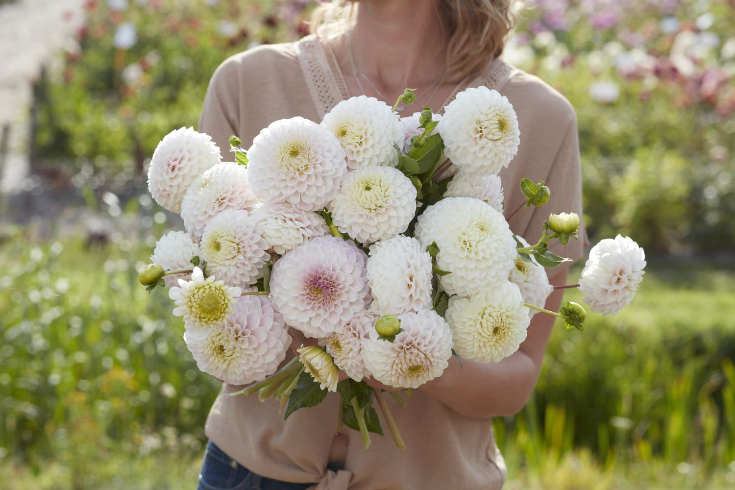 Dahlie 'Pink Pearl'